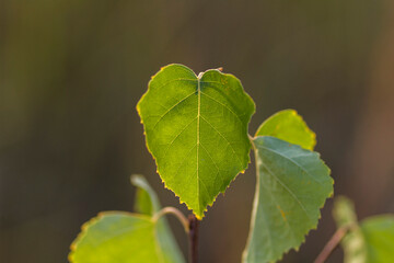 birch leaf on a tree