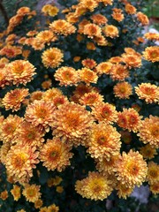 Orange chrysanthemum blossoms