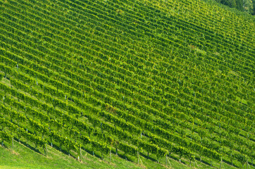 Vineyards along South Styrian Wine Road, a charming region on the border between Austria and Slovenia with green rolling hills, vineyards, picturesque villages and wine taverns