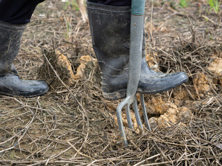 a farmer growing rice in field, green young rice in floating rice-field in tropical country, asian agriculture and framing,  Organic farming and spring gardening concept