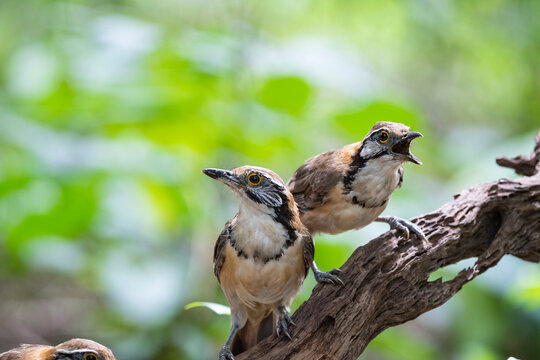 Greater Necklaced Laughingthrush