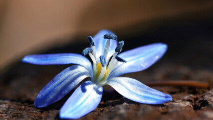 Blue spring flower Scilla, closeup. Natural background