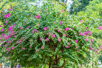 Purple bougainvillea flowers with green leaves in the tree in an Indian nehru zoological park,  hyderabad, India