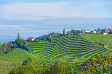 Fototapeta na wymiar Vineyards along South Styrian Wine Road, a charming region on the border between Austria and Slovenia with green rolling hills, vineyards, picturesque villages and wine taverns