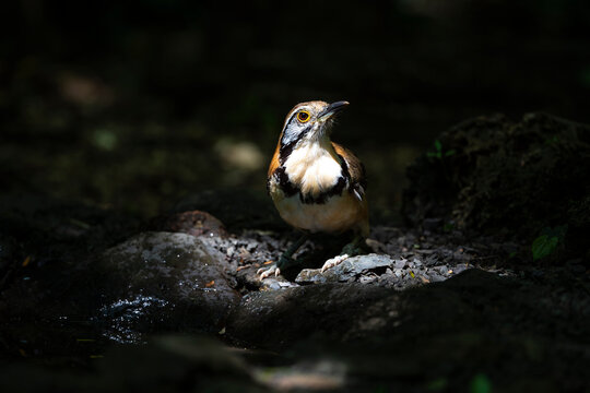 Greater - Necklaced Laughingthrush