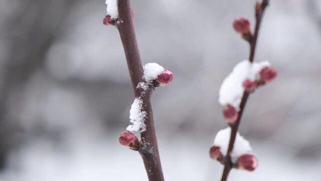 tree buds under snow