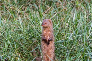 A gray Indian mongoose standing on dry wood and looking for food at the grassland in the zoo