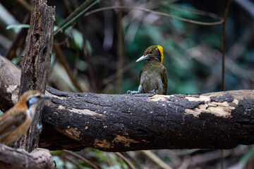 Greater Yellownape