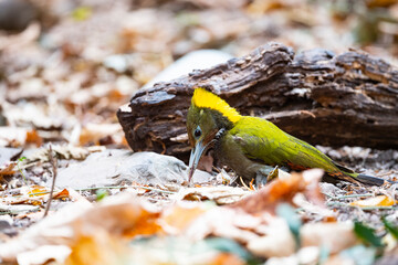 Greater Yellownape
