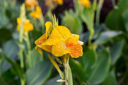 Golden Canna generalis flower in full bloom at the garden in India