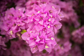 Pink bougainvillea flower with beauty bokeh