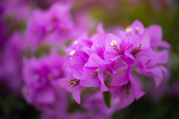 Fototapeta na wymiar Pink bougainvillea flower with beauty bokeh.16:9 style