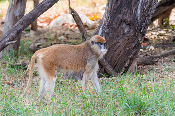 The patas monkey (Erythrocebus patas), also known as the wadi monkey or hussar monkey  in the Nehru Zoological Park, Hyderabad, India.