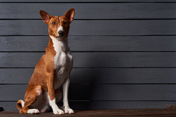Naklejka na ściany i meble Studio shot of Basenji dog sittinglooking at camera over grey planks background