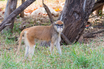 The patas monkey (Erythrocebus patas), also known as the wadi monkey or hussar monkey  in the Nehru Zoological Park, Hyderabad, India.