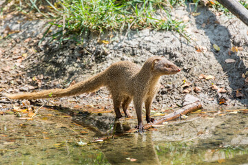 A gray Indian mongoose standing and staying alert in the lakeside of the Nehru Zoological Park -...