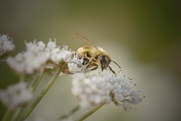 Honey bee macro