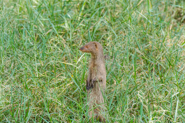Naklejka na ściany i meble A gray Indian mongoose standing up and looking for food in the meadow of the Nehru Zoological Park， Hyderabad, India