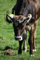 Vaches au pr&eacute;