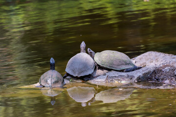 Four turtles looking up and resting on rock at in the pond of the Nehru Zoological Park - Hyderabad, India