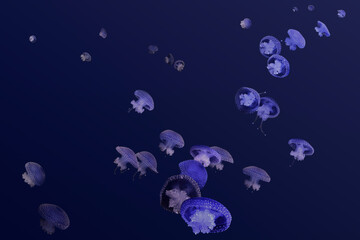 Swimming blue jellyfish