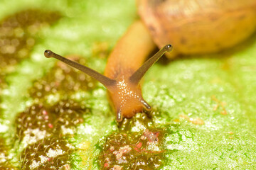 Snail, a small snail captured in macro in the garden among flowers and leaves, low depth of field, selective focus.