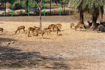 A group of spotted deer bucks with antler in the Nehru Zoological Park, Hyderabad, India.