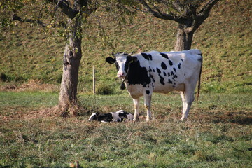 Maman vache et son petit veau