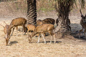 Naklejka na ściany i meble A bunch of spotted deers buck with antler in the Nehru Zoological Park, Hyderabad, India