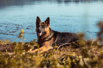Beautiful German Shepherd dog resting by the lake