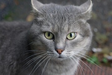 one big frightened gray cat with green eyes stands on the street looking with fear