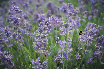 Fluffy bee is swarming around the bush of Lavender in England.