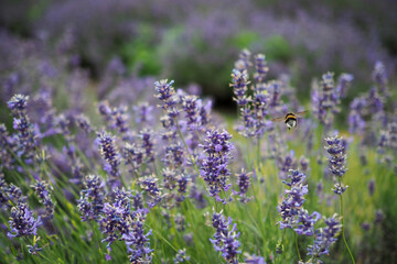 Fluffy bee is swarming around the bush of Lavender in England.