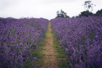 Beautiful shade of purple of Lavender field in England 