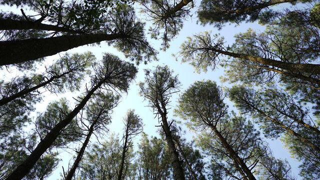 Nice view of huge and tall pine trees with sunshine in the forest when looking up.