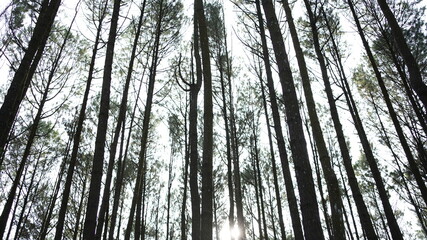 Nice view of huge and tall pine trees with sunshine in the forest when looking up.