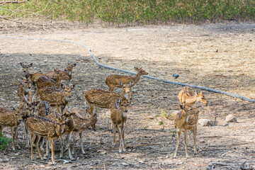 A bunch of spotted deers buck with antler in the Nehru Zoological Park, Hyderabad, India