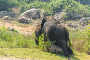 Two elephants walking at the grassland in nature reserve Nehru Zoological Park, Hyderabad, India.