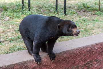 Himalayan or Asiatic black bear barking in the nature reserve area in Nehru Zoological Park Hyderabad, India
