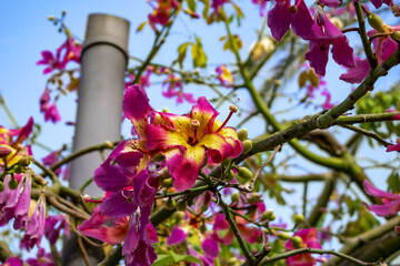 Large lily-shaped yellow-purple flowers of silk floss tree close-up. Branches of a flowering plant...