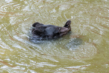 Fototapeta premium Himalayan or Asiatic black bear swimming in the pond in Nehru Zoological Park Hyderabad, India