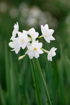 Close up of colored white daffodils swaying in the wind. Narcissus flowers in the garden.
