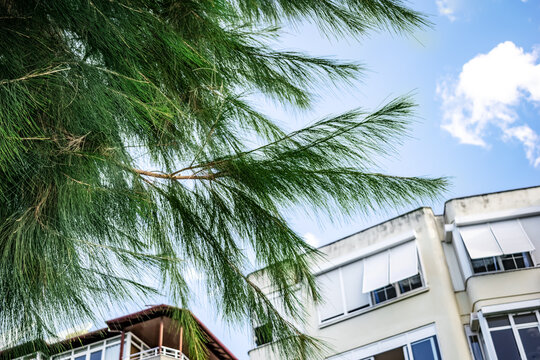 Decorative long-coniferous pine (possibly Pinus montezumae) on street of Alanya (Turkey). Coniferous tree branches with long thin green needles on the background of modern buildings and light blue sky