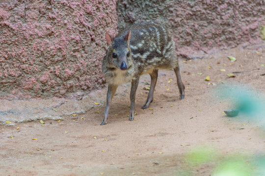The lesser mouse-deer, lesser Malay chevrotain, or kanchil (Tragulus kanchil), a species of even-toed ungulate in the family Tragulidae in Nehru Zoological Park, Hyderabad, India