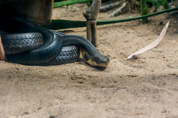 Black and yellow king cobra snake clawing in the zoo in Nehru Zoological Park Hyderabad, India
