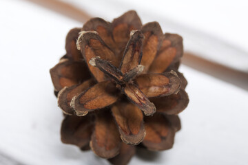 Pine cone. On white pine boards. Close-up shot.