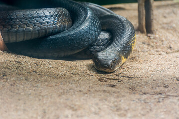 Black and yellow king cobra snake clawing in the zoo in Nehru Zoological Park Hyderabad, India