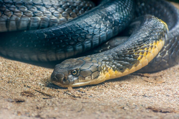 Black and yellow king cobra snake clawing in the zoo in Nehru Zoological Park Hyderabad, India