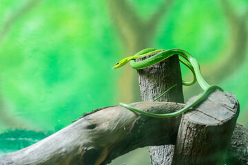 Asian vine snake, green Ahaetulla prasina snake crawling at a dry wood in Nehru Zoological Park, Hyderabad, India