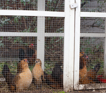 Brown ornamental chickens in cage, fancy appearance in backyard close-up